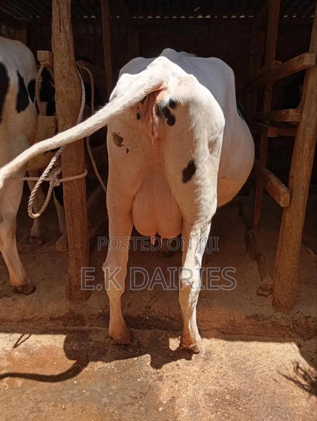 High Yielders - thumbnail 5