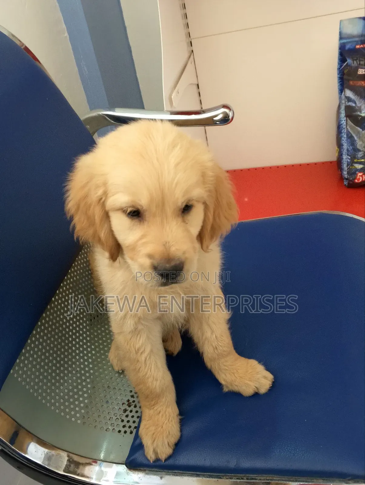 1-3 months Female Purebred Golden Retriever