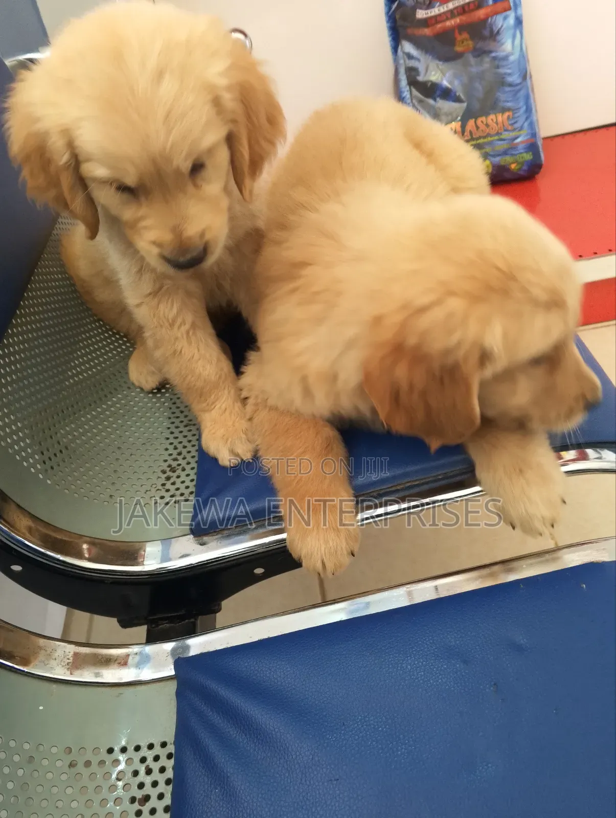 1-3 months Male Purebred Golden Retriever