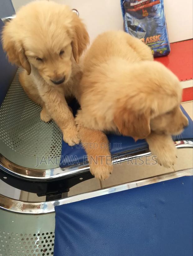 1-3 months Male Purebred Golden Retriever