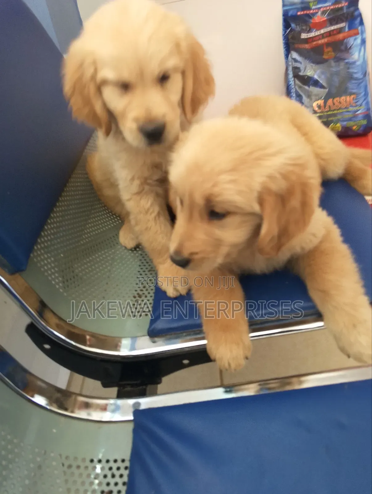 1-3 months Male Purebred Golden Retriever