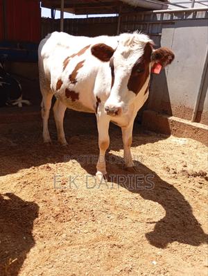 Red Freshian Incalf Heifer - thumbnail 2