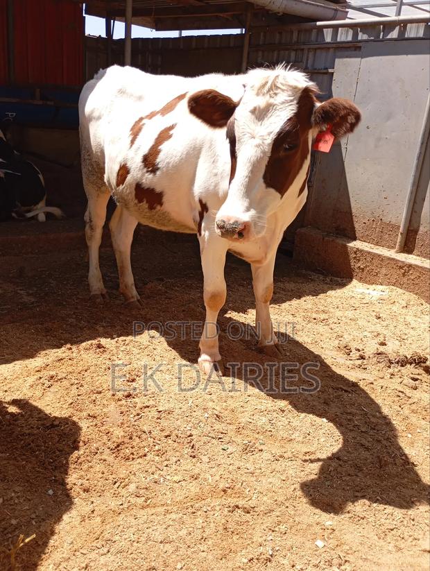 Red Freshian Incalf Heifer - main view