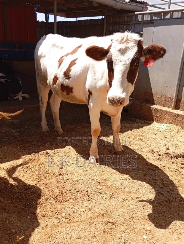 Red Freshian Incalf Heifer - thumbnail 3