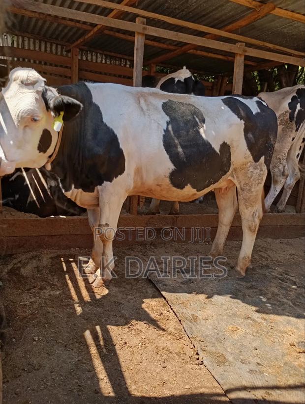 Super Giant Incalf Heifer - thumbnail 3