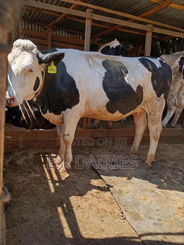 Super Giant Incalf Heifer - thumbnail 4