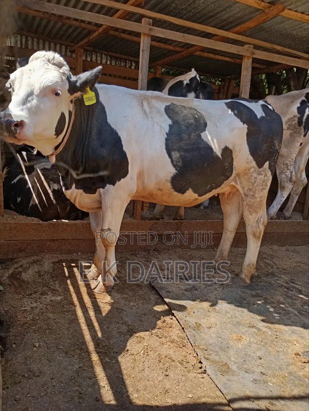 Super Giant Incalf Heifer - thumbnail 5