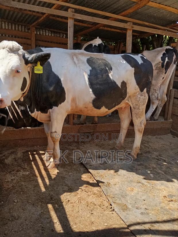 Super Giant Incalf Heifer - thumbnail 6