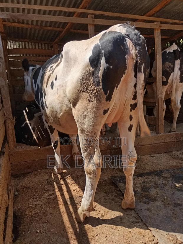 Super Giant Incalf Heifer - thumbnail 7