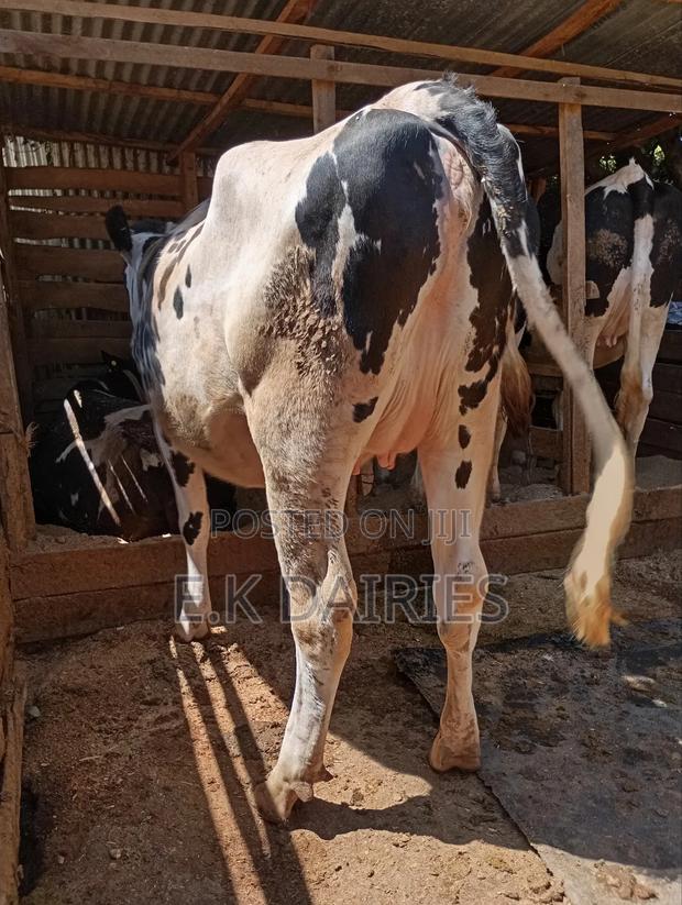 Super Giant Incalf Heifer - thumbnail 8