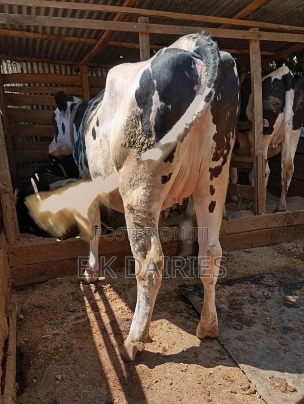 Super Giant Incalf Heifer - thumbnail 9