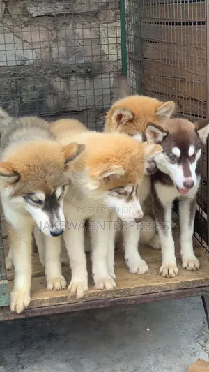 3-6 months Male Purebred Siberian Husky