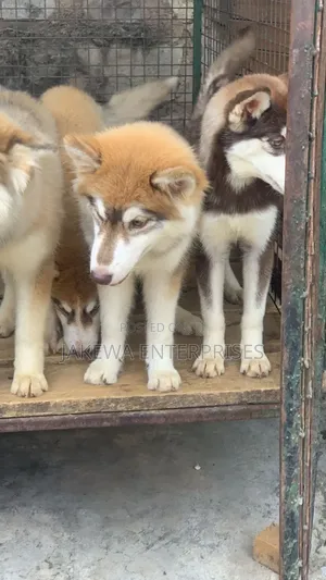 3-6 months Male Purebred Siberian Husky