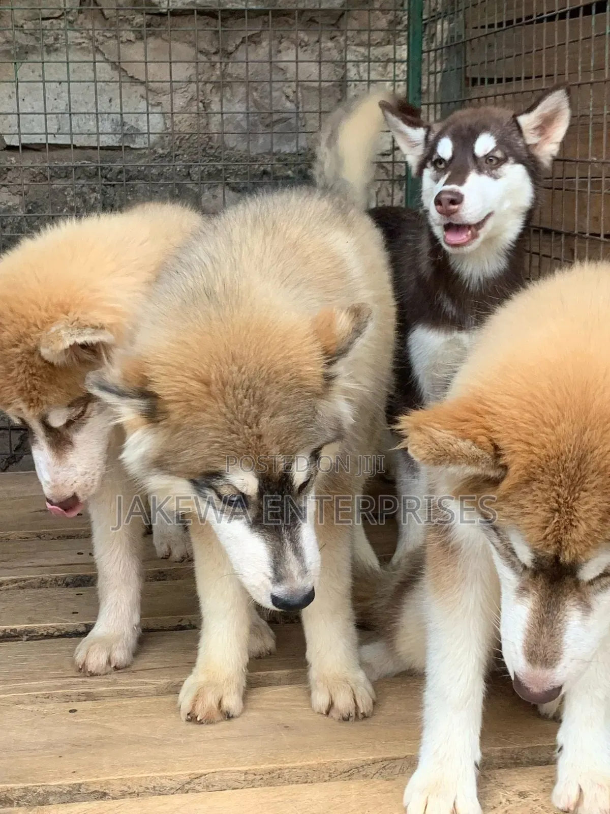 3-6 months Male Purebred Siberian Husky