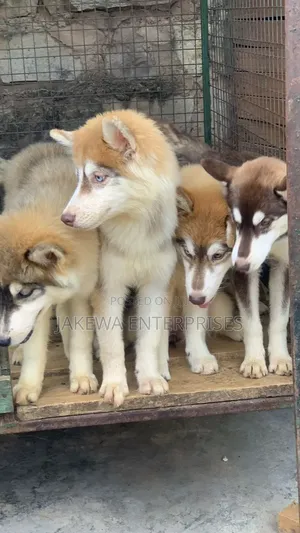 3-6 months Male Purebred Siberian Husky
