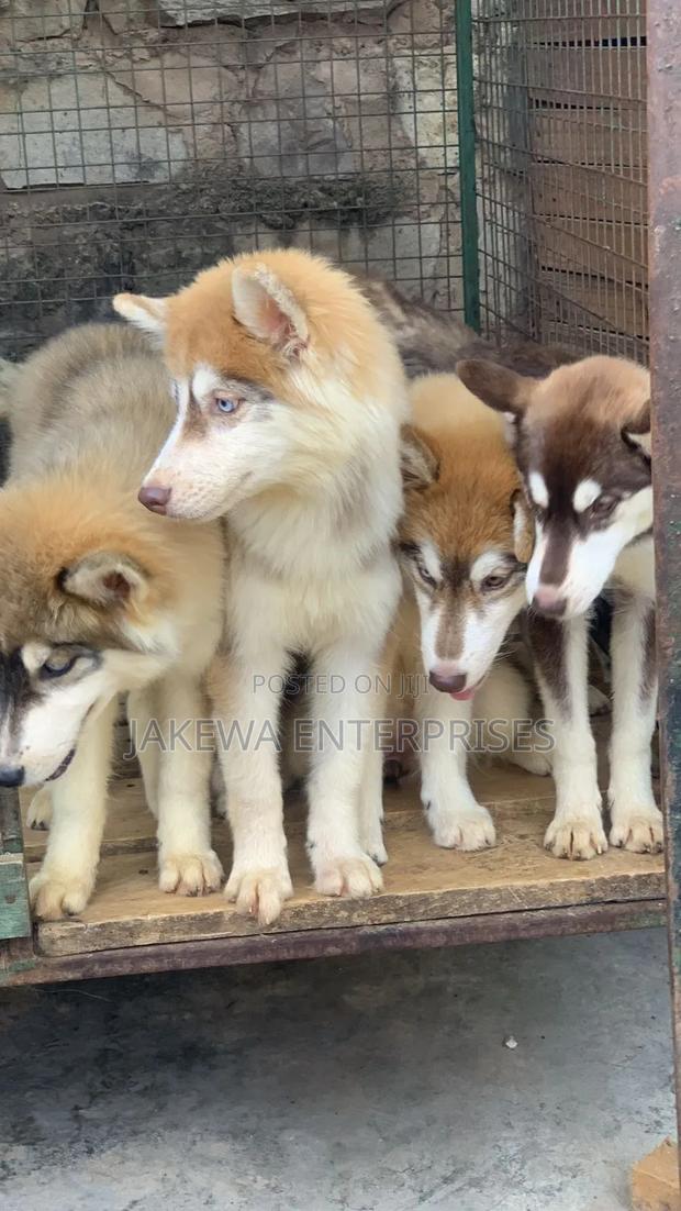 3-6 months Male Purebred Siberian Husky - thumbnail 2