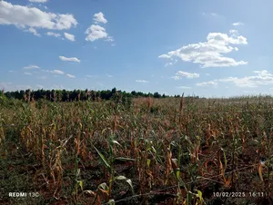 5 Acres Land for Sale Maragua Pioneer