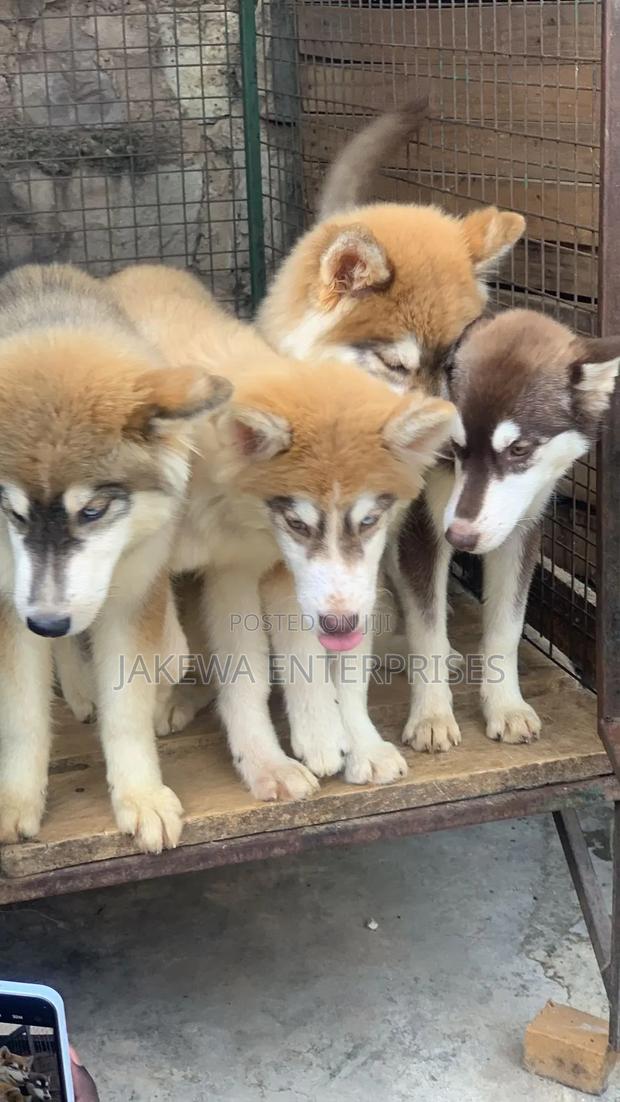 3-6 months Female Purebred Siberian Husky