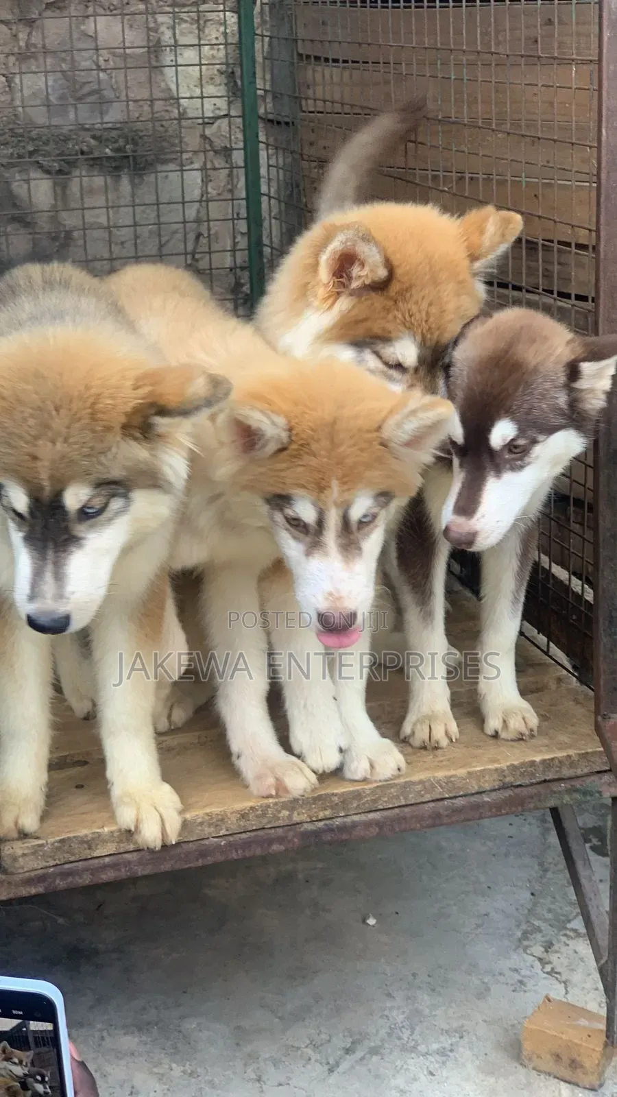 3-6 months Female Purebred Siberian Husky