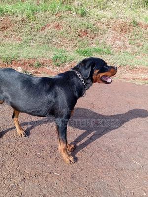 3-6 months Female Purebred Rottweiler - main view