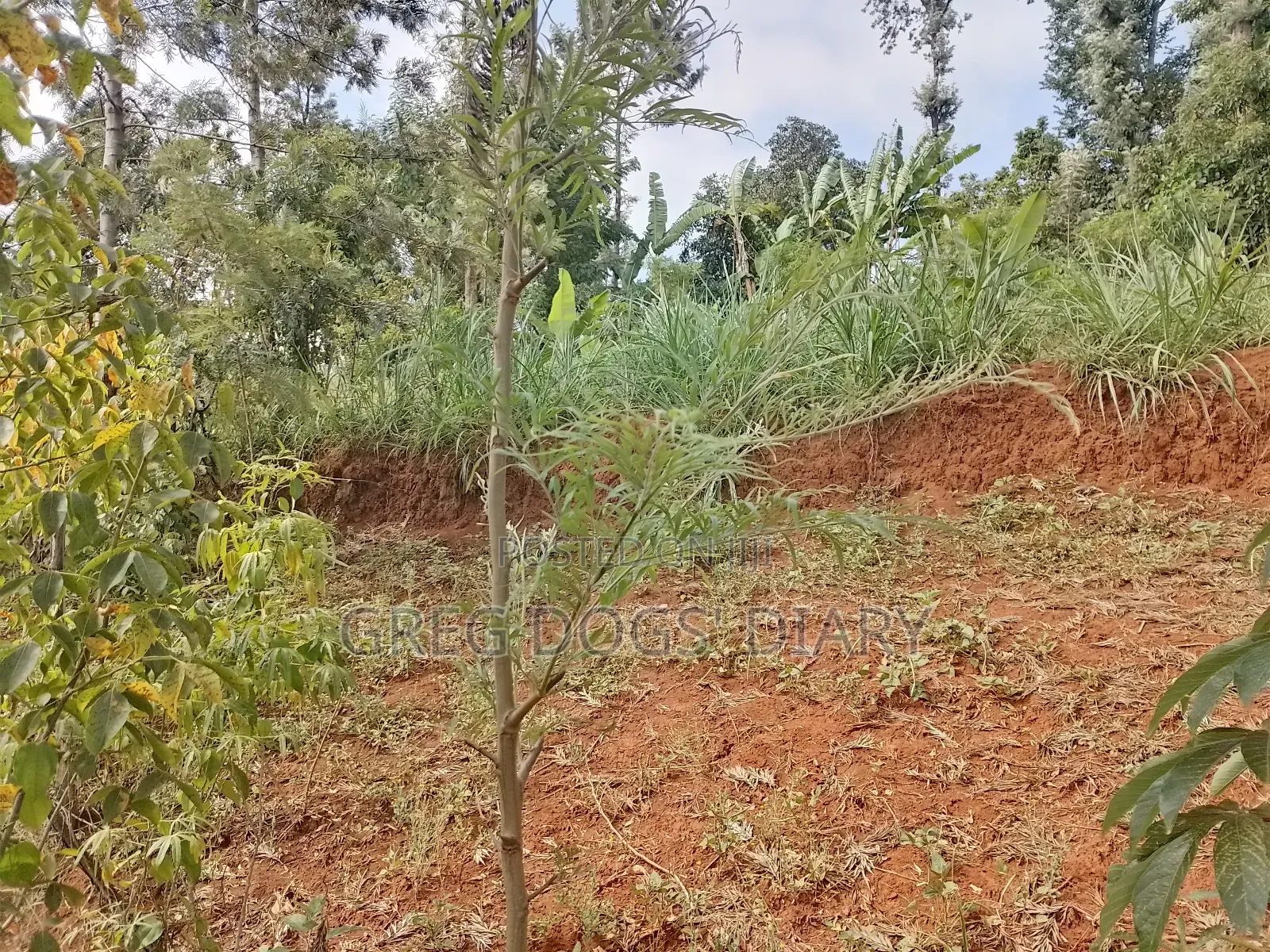 Land for Sale