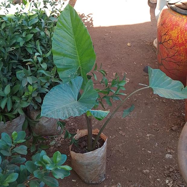 Elephant Ear Plant