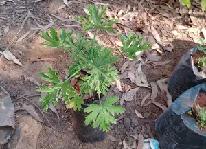 Citronella Plant. Mosquito Repellant.