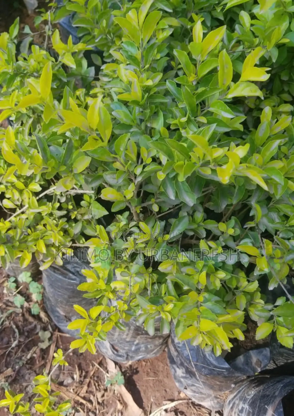 Duranta Flower Seedling Bunch of 25.