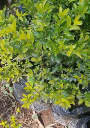 Duranta Flower Seedling Bunch of 25.