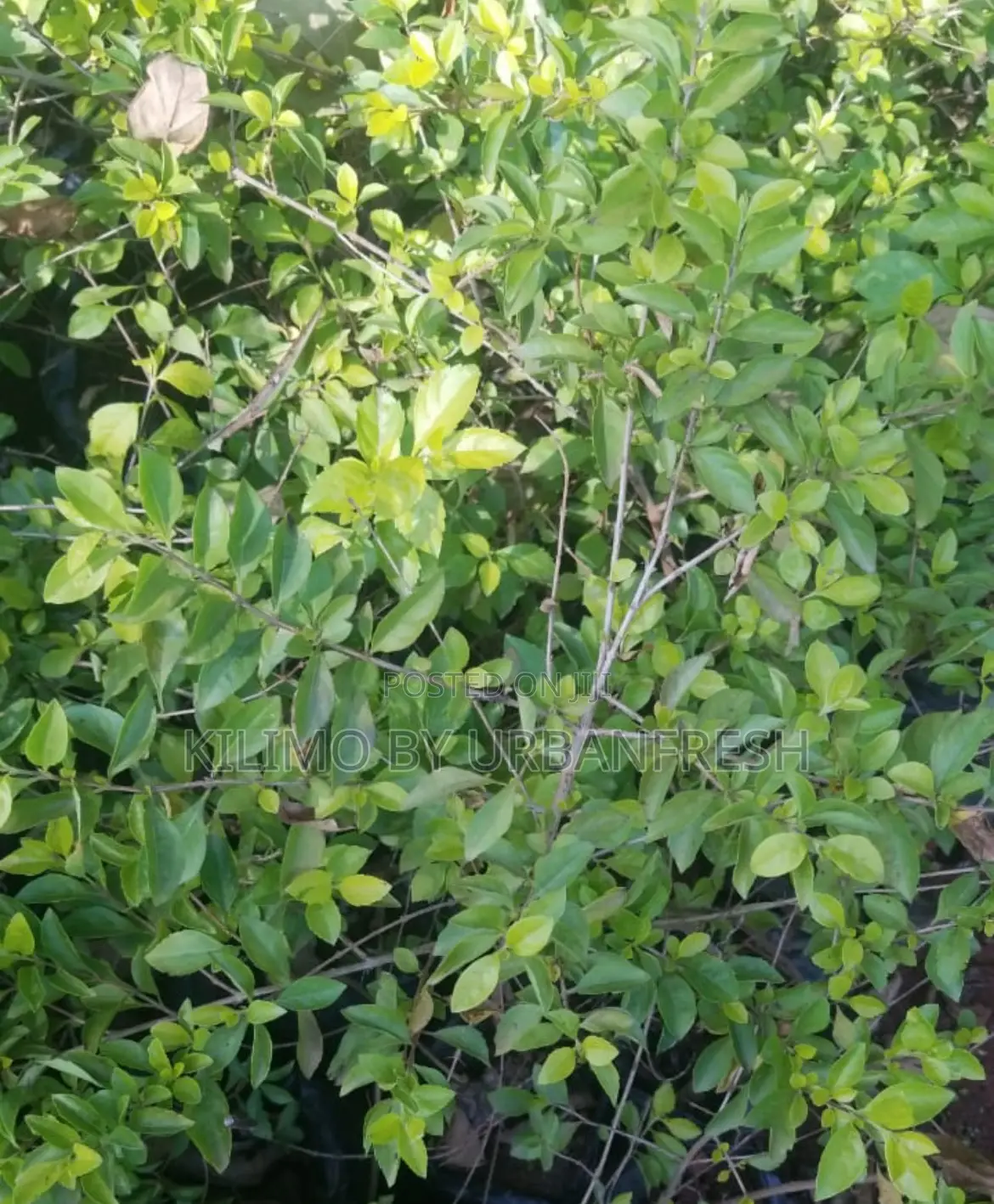 Duranta Flower Seedling Bunch of 25.