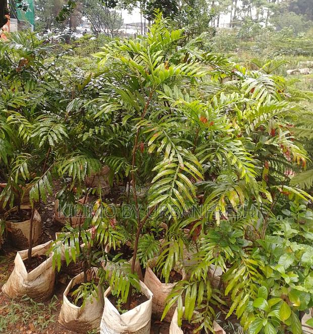 Thika Palm Tree Seedling Moq KSHS 3000 - main view