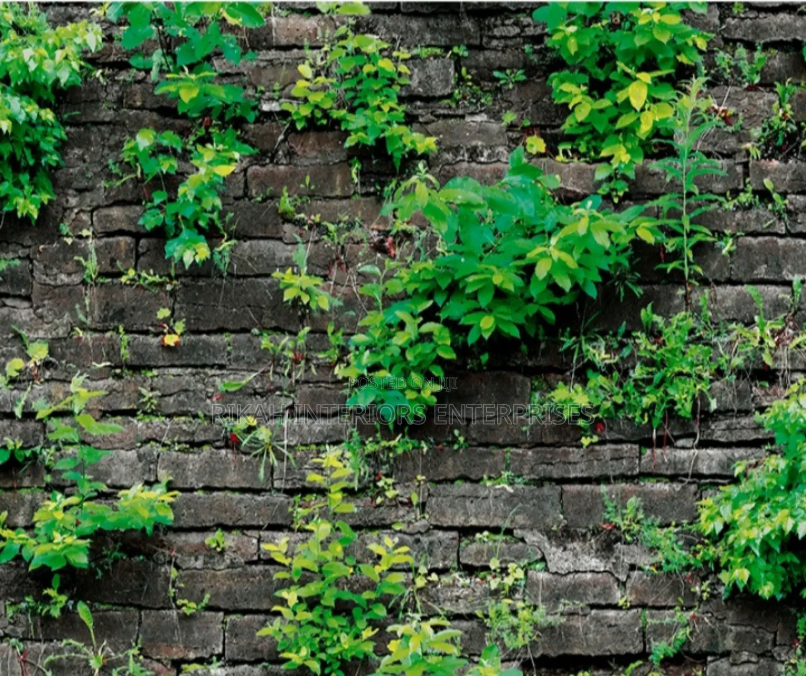 Wallpapers With Vegetation Theme