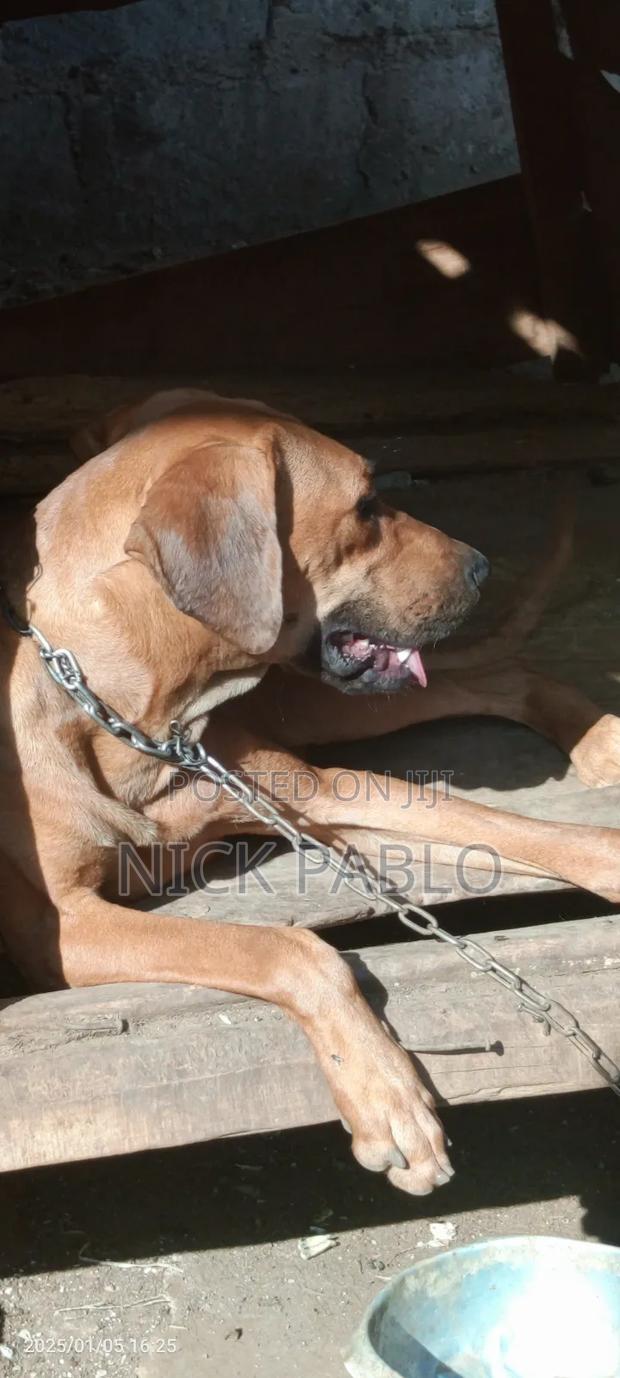 1+ year Male Purebred Rhodesian Ridgeback