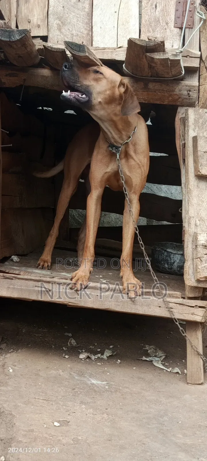 1+ year Male Purebred Rhodesian Ridgeback