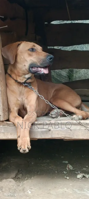 1+ year Male Purebred Rhodesian Ridgeback