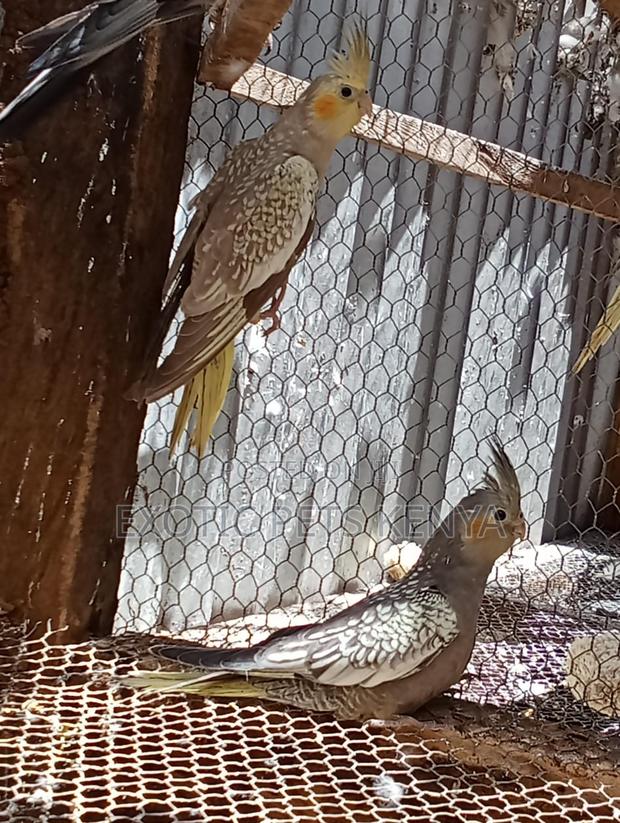 Cockatiels