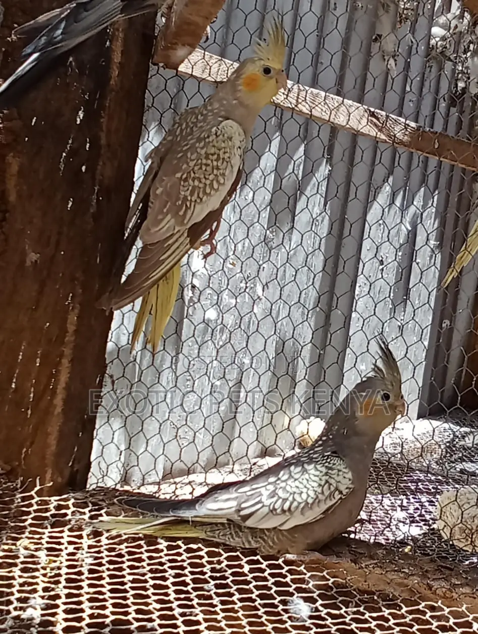 Cockatiels