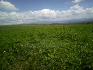 5 Acre Block at Kikopey