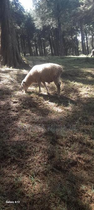 Merino Sheep - thumbnail 2