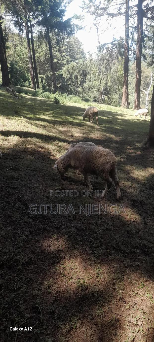 Merino Sheep - thumbnail 3