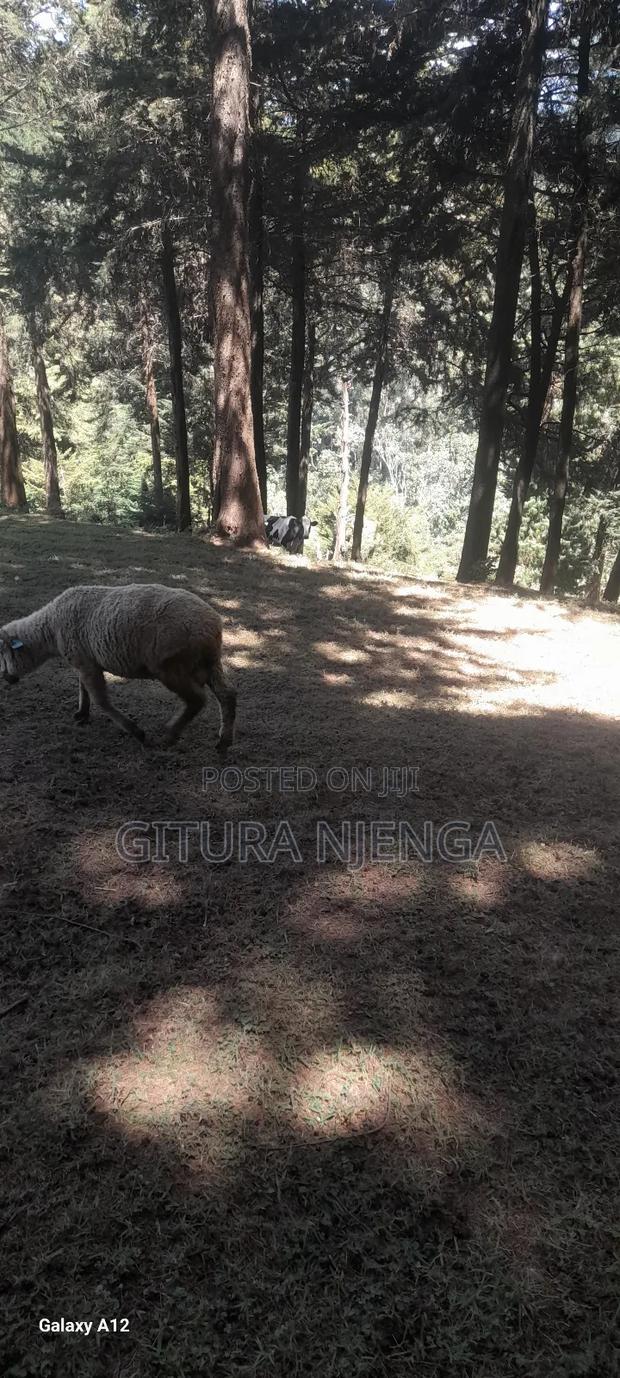 Merino Sheep - thumbnail 4