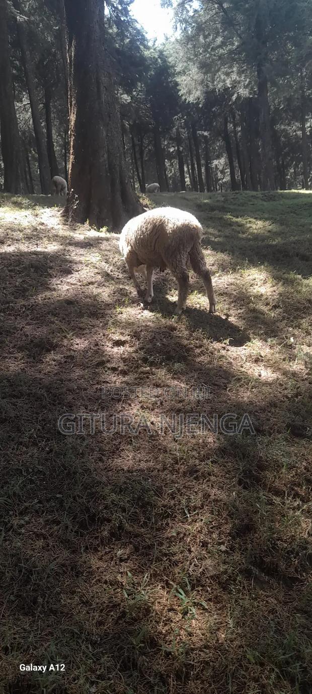 Merino Sheep - thumbnail 5