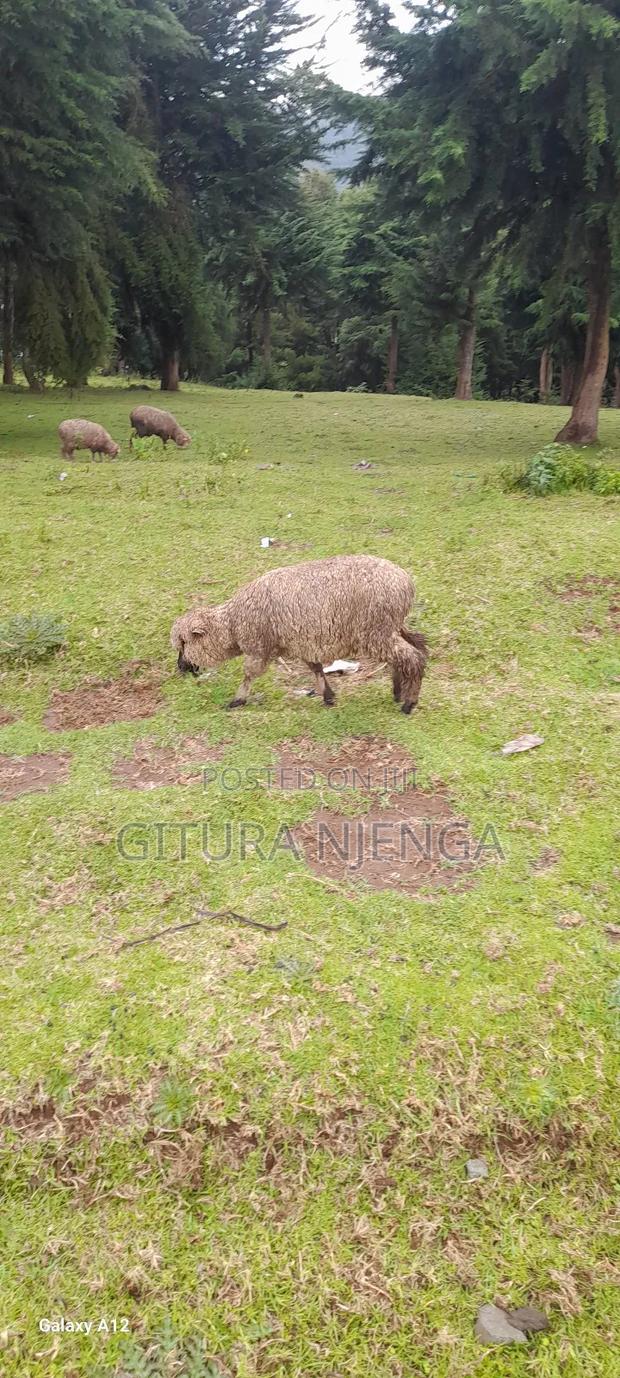 Merino Sheep - thumbnail 6