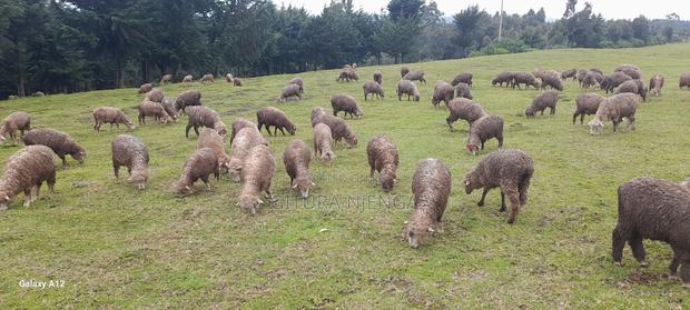Merino Sheep - thumbnail 7