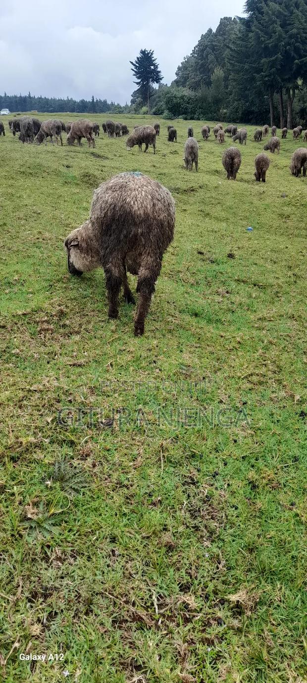 Merino Sheep - thumbnail 8