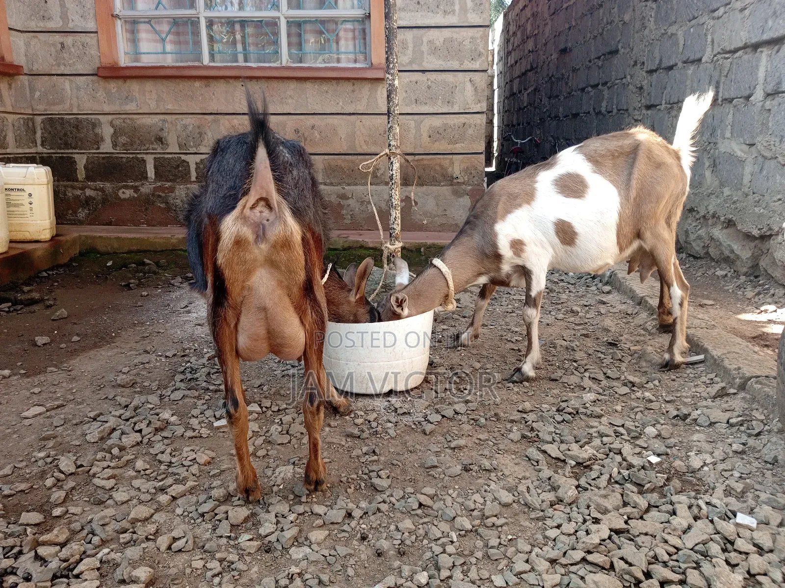 Pedigree Daily Goats