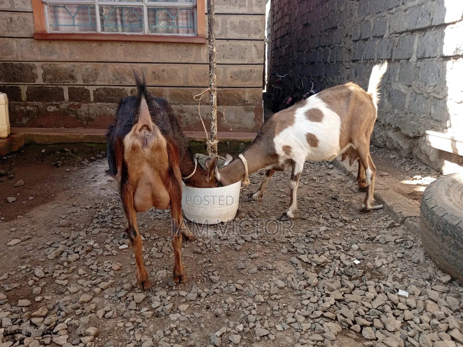Pedigree Daily Goats
