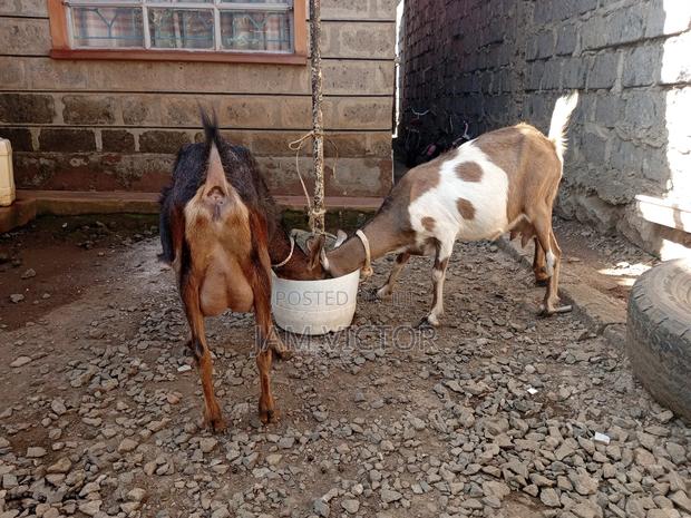 Pedigree Daily Goats - thumbnail 14