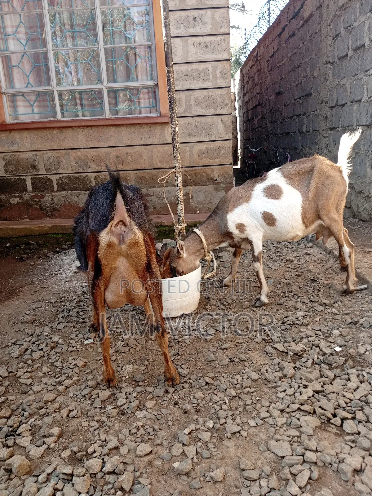 Pedigree Daily Goats