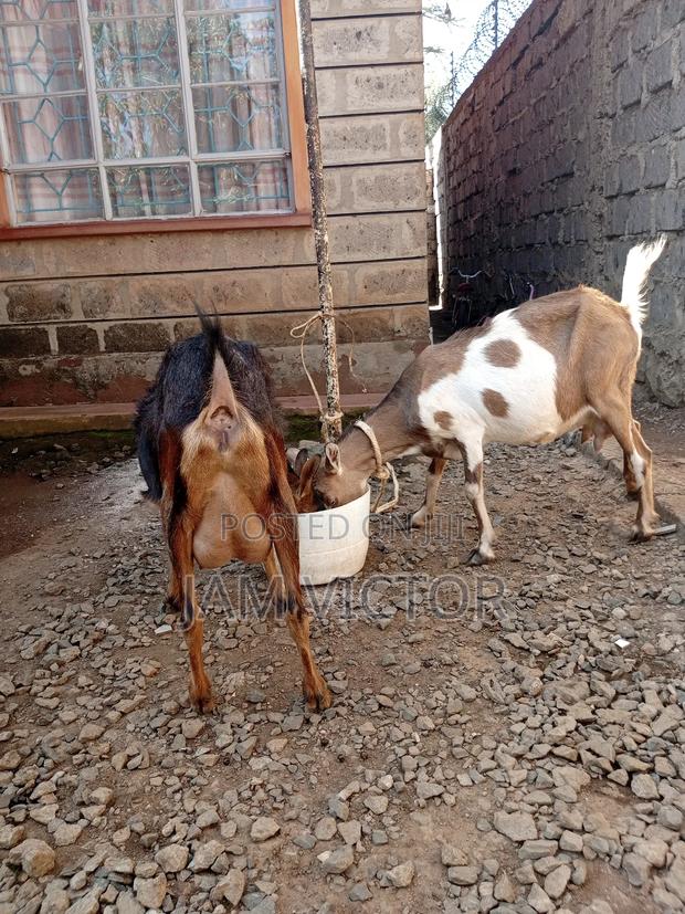 Pedigree Daily Goats - thumbnail 15